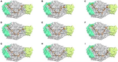 Modifying the amino acids in conformational motion pathway of the α-amylase of Geobacillus stearothermophilus improved its activity and stability